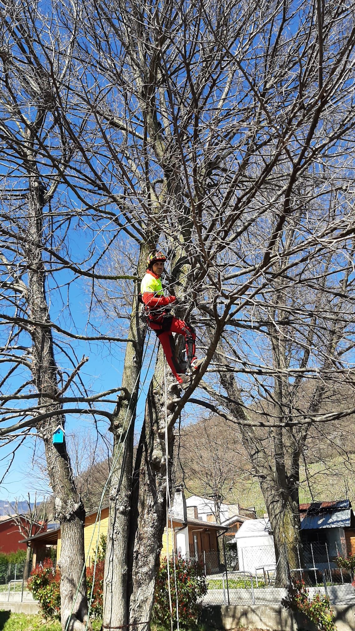 Esecuzione potatura via tree climbing