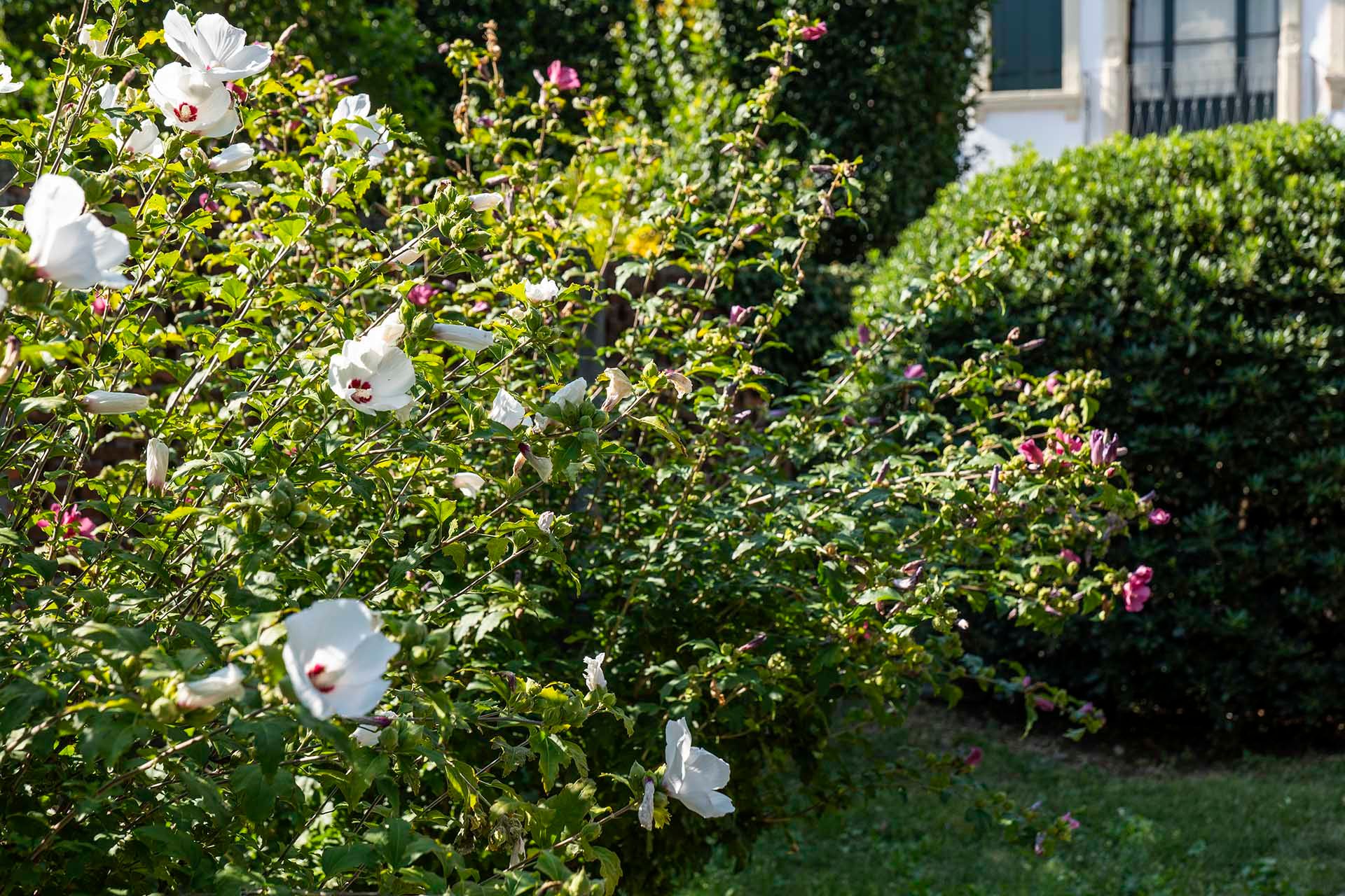 Foto manutenzione giardino di un condominio in provincia di Treviso' 