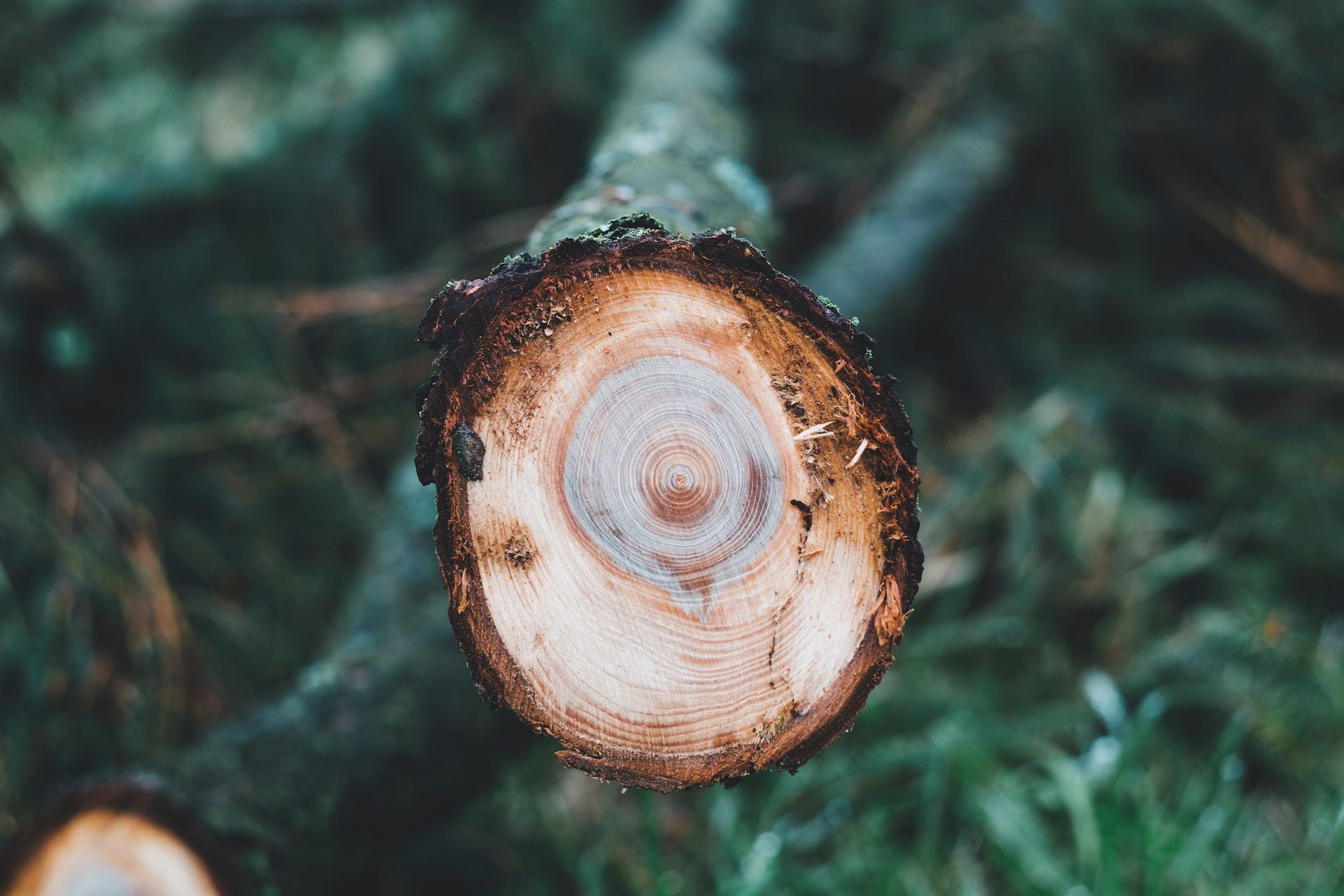 Tronco di un albero potato con metodo tree climbing