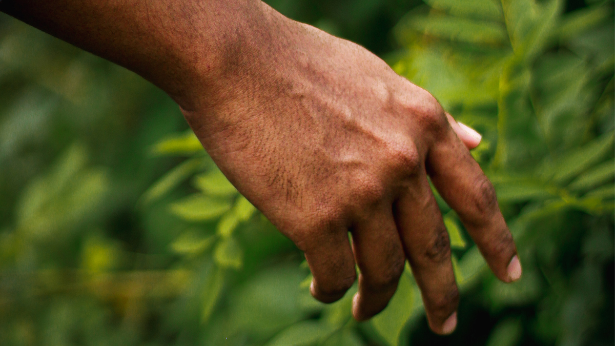 Consulenze esperte su piante, arbusti e manti erbosi. Gli arboricoltori di Faraon Group offrono cure precise per garantire la salute delle piante, con interventi di potatura, consolidamento e abbattimenti mirati. Scopri il ciclo stagionale delle piante con noi.