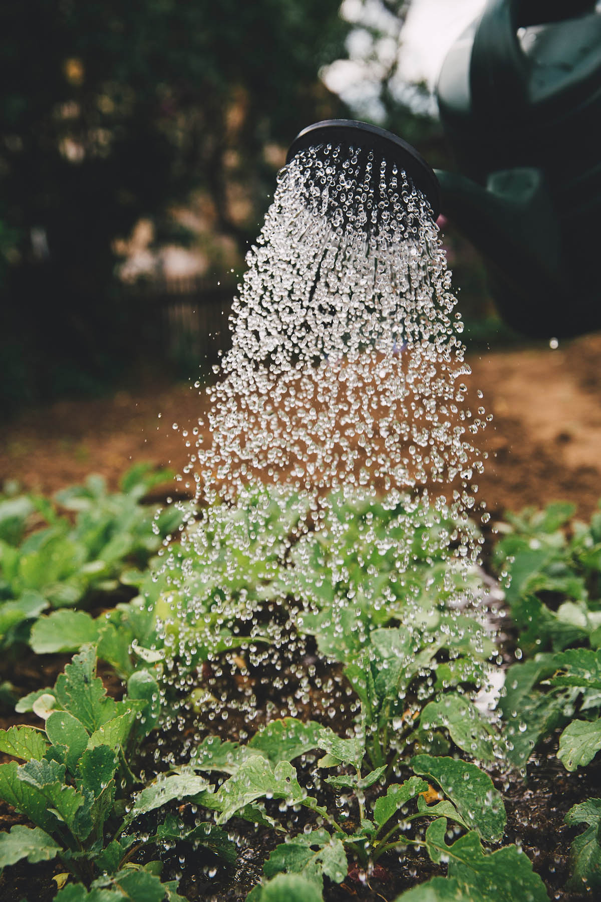 Cura e manutenzione per il verde perfetto. Da diserbo a potature, offriamo servizi completi con precisione e qualità. Ottimizziamo il tuo spazio verde con Faraon Group.