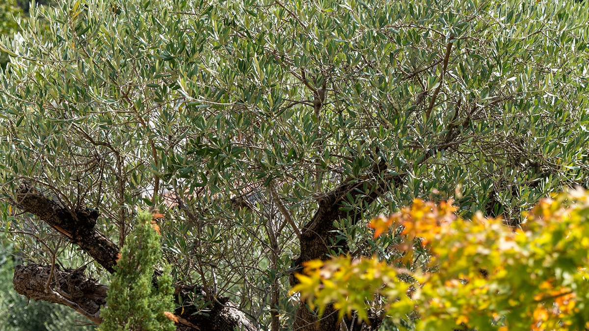 Potature specializzate in Tree Climbing con abbattimenti controllati ed esbosco di piccoli appezzamenti. Il nostro approccio agile riduce l'impatto sul terreno, preservando la salute radicale delle piante.